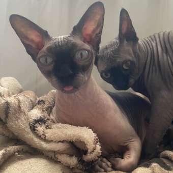 Корм сухой для кошек ROYAL CANIN Sphynx 400г породы сфинк: отзыв пользователя. Зоомагазин Зоозавр