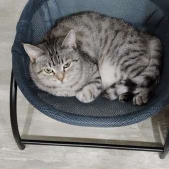 Корм сухой для кошек ROYAL CANIN Exigent Savour 4кг привередливых к вкусу продукта: отзыв пользователя. Зоомагазин Зоозавр