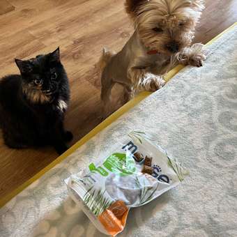 Лакомство для кошек Monge 60г Gift Hairball Хрустящие подушечки с начинкой с лососем и кошачьей мятой для вывода шерсти: отзыв пользователя. Зоомагазин Зоозавр