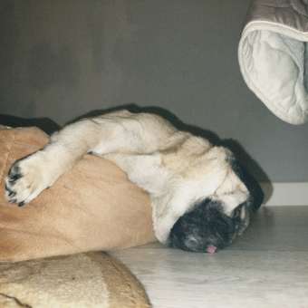 Лежанка Triol Восток прямоугольная 52-45-21см 31931122: отзыв пользователя. Зоомагазин Зоозавр