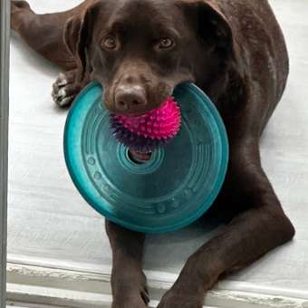 Игрушка для собак Barbaks Мяч-пупырка с массажными зубчиками пищит 9см ТПР в ассортименте: отзыв пользователя. Зоомагазин Зоозавр