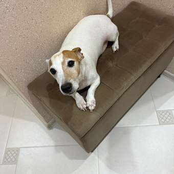 Корм для собак ROYAL CANIN мелких пород 4кг: отзыв пользователя. Зоомагазин Зоозавр