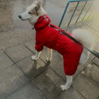 Дождевик-комбинезон для собак Zoozavr красный 55: отзыв пользователя. Зоомагазин Зоозавр