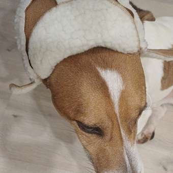 Шапка-ушанка для собак и кошек Зоозавр: отзыв пользователя. Зоомагазин Зоозавр