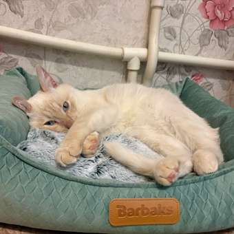 Лежанка Barbaks М 50*40*15см прямоугольная однотонная с бортиком и съемной подушкой Зелёная: отзыв пользователя. Зоомагазин Зоозавр