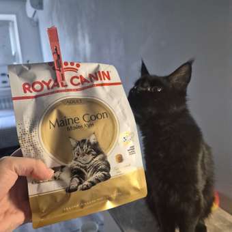 Корм сухой для кошек ROYAL CANIN Maine Coon 400г породы мейн-кун: отзыв пользователя. Зоомагазин Зоозавр