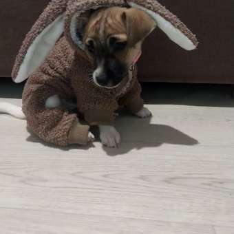 Комбинезон для собак и кошек Зоозавр: отзыв пользователя. Зоомагазин Зоозавр