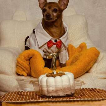 Костюм для собак и кошек Зоозавр: отзыв пользователя. Зоомагазин Зоозавр