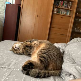 Корм для кошек ROYAL CANIN Urinary Care для поддержания здоровья мочевыделительной системы 85г: отзыв пользователя. Зоомагазин Зоозавр