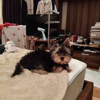 Корм для щенков ROYAL CANIN Yorkshire Terrier Puppy 500г: отзыв пользователя. Зоомагазин Зоозавр