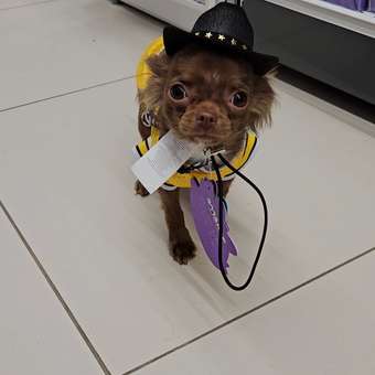 Футболка для собак и кошек Зоозавр: отзыв пользователя. Зоомагазин Зоозавр