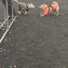 Видео отзыва 8256036