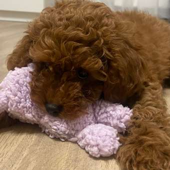 Игрушка для собак AROMADOG Собачка малая Сиреневая: отзыв пользователя. Зоомагазин Зоозавр