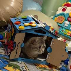 Фото отзыва 11062394