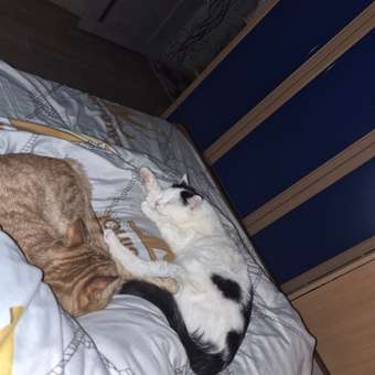 Наполнитель HOMECAT 5 л комкующийся, растительный: отзыв пользователя. Зоомагазин Зоозавр