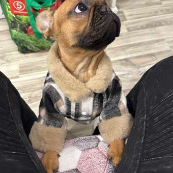 Куртка для собак и кошек Зоозавр: отзыв пользователя. Зоомагазин Зоозавр