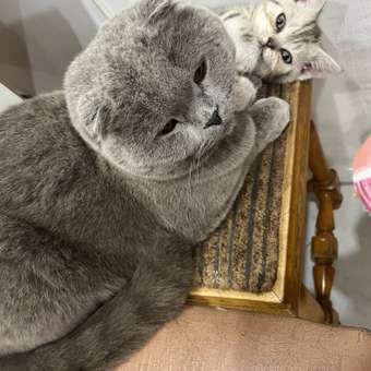 Корм для кошек Premier 400г стерилизованных свежее мясо ягненка с индейкой: отзыв пользователя. Зоомагазин Зоозавр