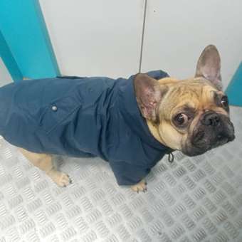 Куртка для собак Zoozavr тёмно-синяя 45: отзыв пользователя. Зоомагазин Зоозавр