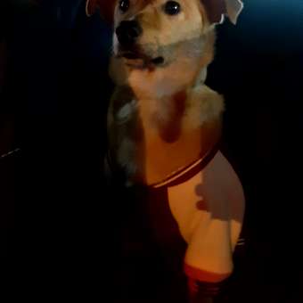 Бомбер для собак и кошек Зоозавр: отзыв пользователя. Зоомагазин Зоозавр