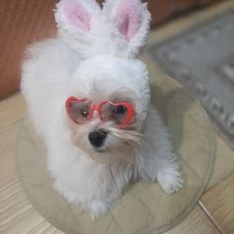 Шапка для собак и кошек Зоозавр: отзыв пользователя. Зоомагазин Зоозавр