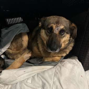 Таблетки Nita-Farm Синуксол-Нита 500 мг №10 (амоксициллин + клавулановая кислота): отзыв пользователя. Зоомагазин Зоозавр