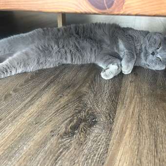 Корм для кошек Premier 400г стерилизованных свежее филе лосося с индейкой: отзыв пользователя. Зоомагазин Зоозавр