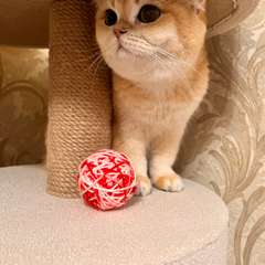 Фото отзыва 10581775