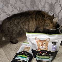 Фото отзыва 10726526