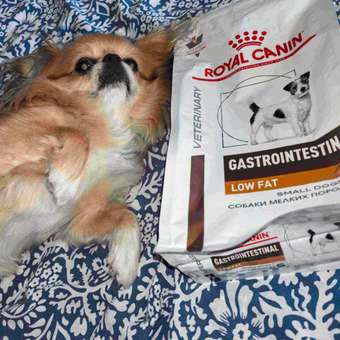 Корм для собак ROYAL CANIN Gastrointestinal low fat мелких пород 1кг: отзыв пользователя. Зоомагазин Зоозавр