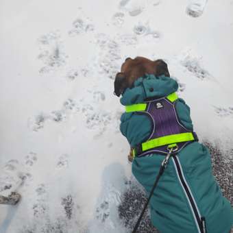 Жилет для собак утеплённый Rain Dog: отзыв пользователя. Зоомагазин Зоозавр