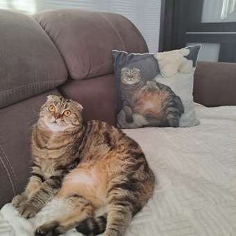 Корм для кошек ROYAL CANIN Ageing 85гр для пожилых 12+ желе пауч: отзыв пользователя. Зоомагазин Зоозавр