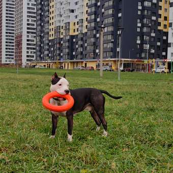 Игрушка для собак Doglike Tug and Twist Кольцо восьмигранное среднее 26.5см Оранжевый: отзыв пользователя. Зоомагазин Зоозавр