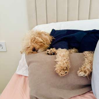 Костюм для собак Зоозавр темно-синий 35: отзыв пользователя. Зоомагазин Зоозавр