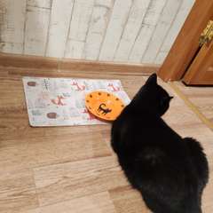 Фото отзыва 10656170