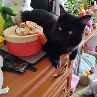 Корм для котят ROYAL CANIN Gastrointestinal kitten при нарушениях пищеварения 350г: отзыв пользователя. Зоомагазин Зоозавр