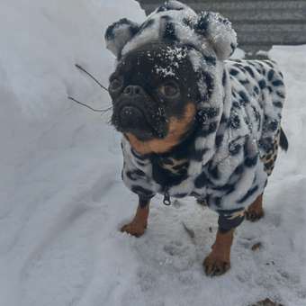 Куртка для собак и кошек Зоозавр: отзыв пользователя. Зоомагазин Зоозавр