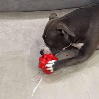 Игрушка для собак Barbaks Мяч плавающий с массажными зубчиками для жевания красный из TRP 11см: отзыв пользователя. Зоомагазин Зоозавр