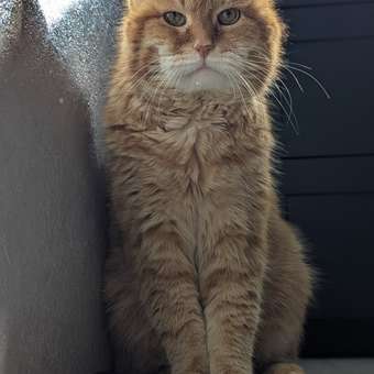 Корм для кошек ROYAL CANIN Veterinary Diet Urinary S/O LP34 Лечение и профилактика МКБ 3.5 кг: отзыв пользователя. Зоомагазин Зоозавр