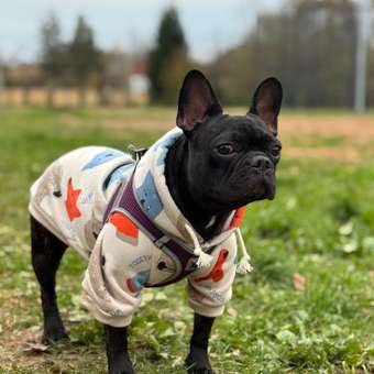 Толстовка для собак и кошек Зоозавр: отзыв пользователя. Зоомагазин Зоозавр