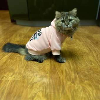 Толстовка для собак и кошек Зоозавр: отзыв пользователя. Зоомагазин Зоозавр