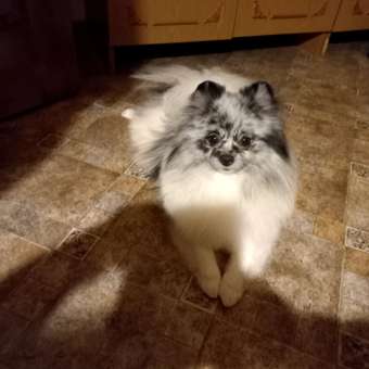 Корм для собак ROYAL CANIN породы померанский шпиц 0.5кг: отзыв пользователя. Зоомагазин Зоозавр