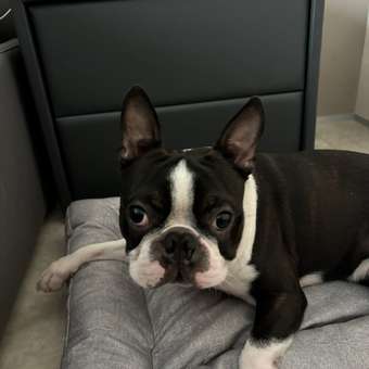 Корм для собак и щенков Pet-a-Pet 400г диетический с пищевой аллергией Hypoallergenic: отзыв пользователя. Зоомагазин Зоозавр