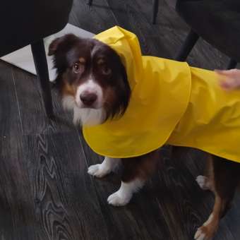 Дождевик для собак Zoozavr жёлтый 50: отзыв пользователя. Зоомагазин Зоозавр