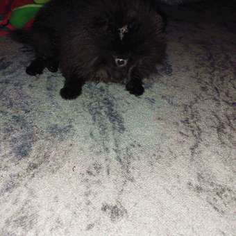 Лакомство для собак LIGHT BITES 55г Косточки из утки: отзыв пользователя. Зоомагазин Зоозавр