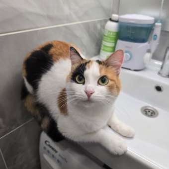 Корм сухой для кошек PRO PLAN DELICATE DIGESTION 400г с индейкой: отзыв пользователя. Зоомагазин Зоозавр