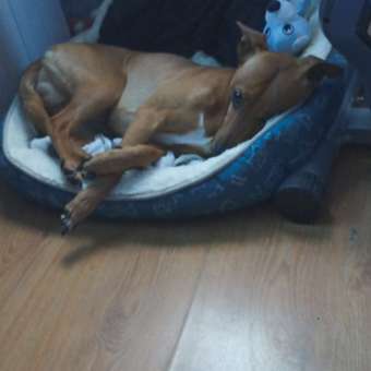 Игрушка для собак Barbaks Волк Пётр мягкая пищит 20см с элементами TRP: отзыв пользователя. Зоомагазин Зоозавр