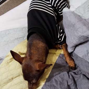 Комбинезон для собак и кошек Зоозавр: отзыв пользователя. Зоомагазин Зоозавр