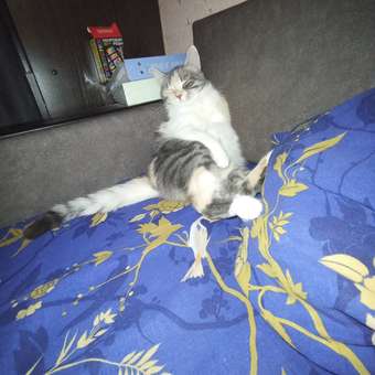 Корм сухой для кошек ROYAL CANIN Exigent Protein 400г привередливых к составу продукта: отзыв пользователя. Зоомагазин Зоозавр