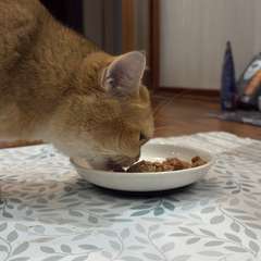 Фото отзыва 10785232