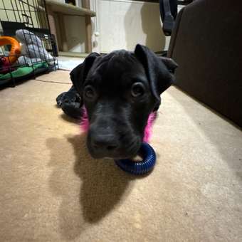 Игрушка для собак JOYSER Puppy Хвост с резиновым кольцом с пищалкой S 20см Розовый: отзыв пользователя. Зоомагазин Зоозавр